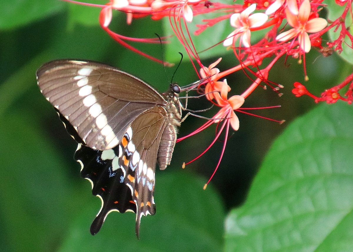 swallow tail swallow tail